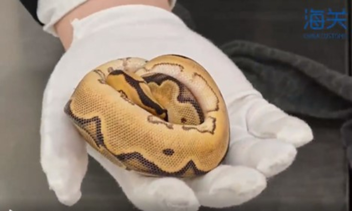 Customs intercepts four women smuggling eight snakes hidden in underwear at Shenzhen port