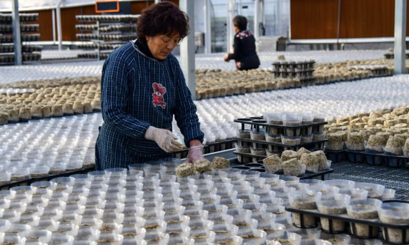 A worker makes water plant cups at a greenhouse in Boshan District, Zibo City of east China's Shandong Province, Jan. 8, 2025. Flower growers in Boshan District are preparing for the peak sales season during the holidays. In recent years, Boshan has introduced leading floral production enterprises to cultivate butterfly orchids and other flowers. (Xinhua/Zhu Zheng)

