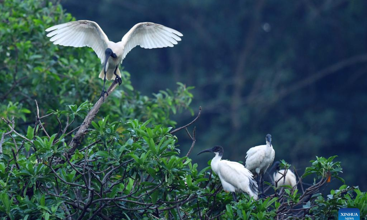 This photo shows the scenery of Diyasaru Park in Kotte, Sri Lanka, Feb 1, 2025. Photo:Xinhua