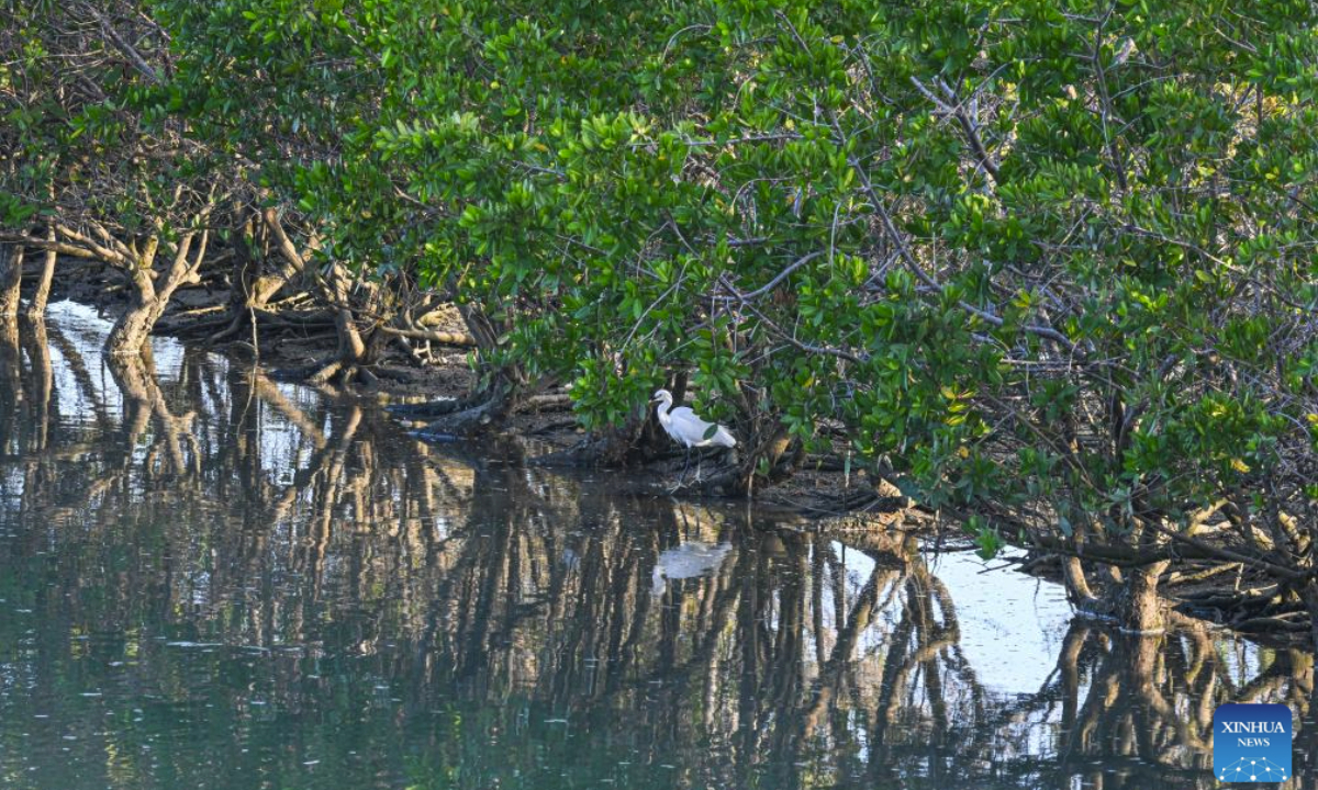 An egret is pictured among mangroves at the Hainan Lingshui Mangrove National Wetland Park in south China's Hainan Province, Jan. 31, 2025. Home to thousands of waterfowl, the park covering 958.22 hectares has resulted from uncompromising efforts of the local authorities since 2016 to restore and protect the mangrove ecological systems. (Xinhua/Pu Xiaoxu)