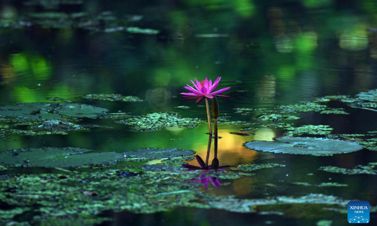 This photo shows the scenery of Diyasaru Park in Kotte, Sri Lanka, Feb 1, 2025. Photo:Xinhua