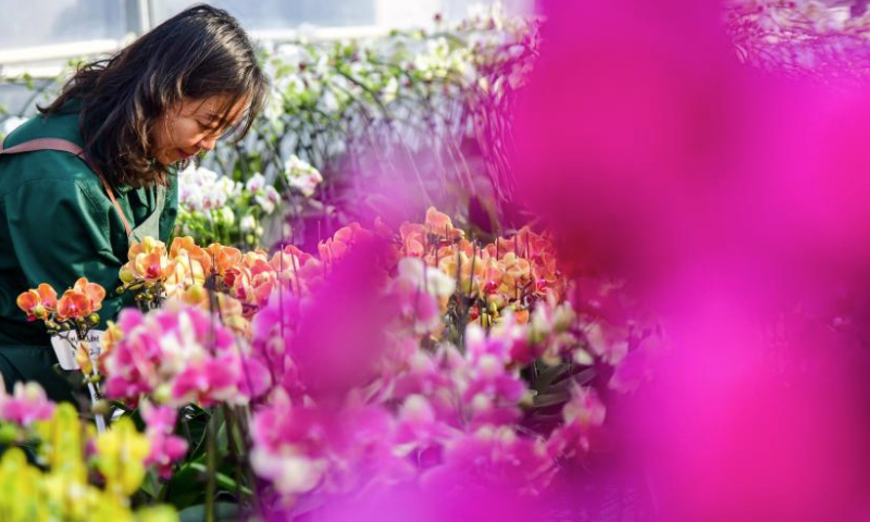 A worker checks butterfly orchids at a greenhouse in Boshan District, Zibo City of east China's Shandong Province, Jan. 8, 2025. Flower growers in Boshan District are preparing for the peak sales season during the holidays. In recent years, Boshan has introduced leading floral production enterprises to cultivate butterfly orchids and other flowers. (Xinhua/Zhu Zheng)