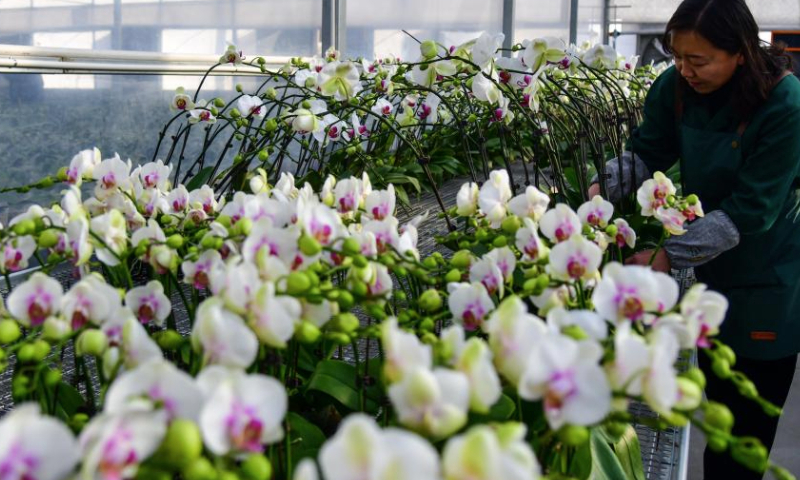 A worker checks butterfly orchids at a greenhouse in Boshan District, Zibo City of east China's Shandong Province, Jan. 8, 2025. Flower growers in Boshan District are preparing for the peak sales season during the holidays. In recent years, Boshan has introduced leading floral production enterprises to cultivate butterfly orchids and other flowers. (Xinhua/Zhu Zheng)

