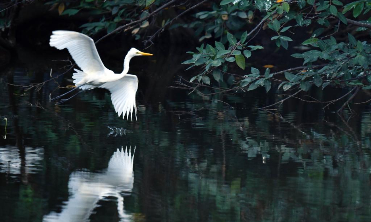 This photo shows the scenery of Diyasaru Park in Kotte, Sri Lanka, Feb 1, 2025. Photo:Xinhua