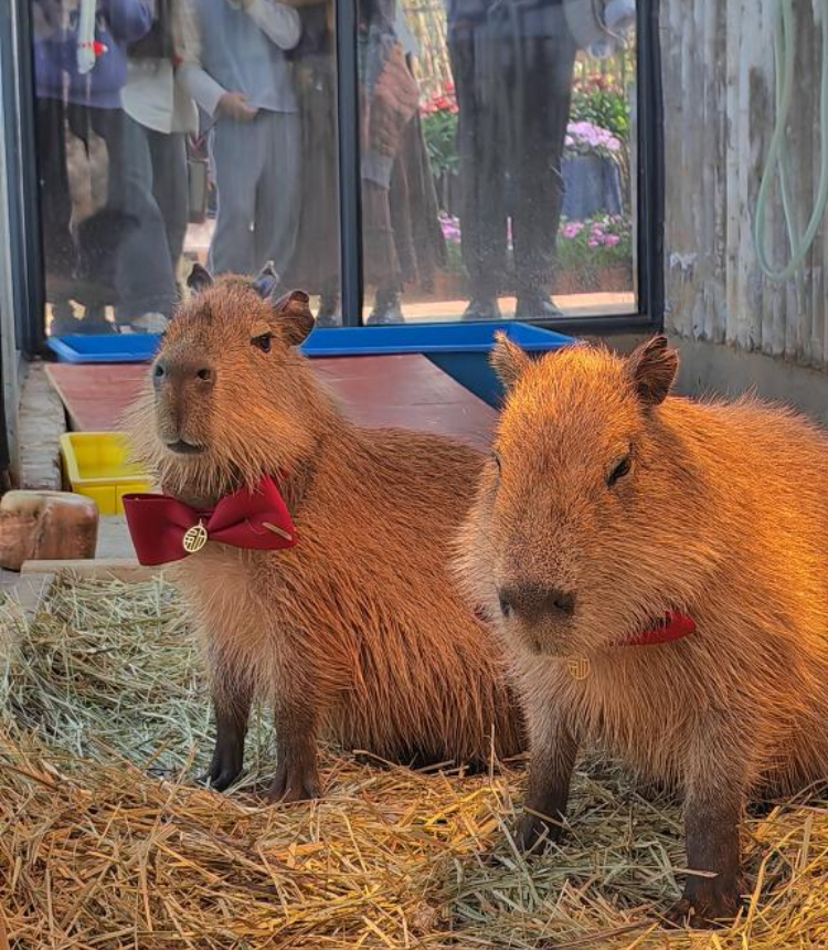 Capybaras in red bow tie are pictured in Nanning Garden Expo Park in Nanning, south China's Guangxi Zhuang Autonomous Region, Jan. 29, 2025. (Xinhua/Chen Luyuan)