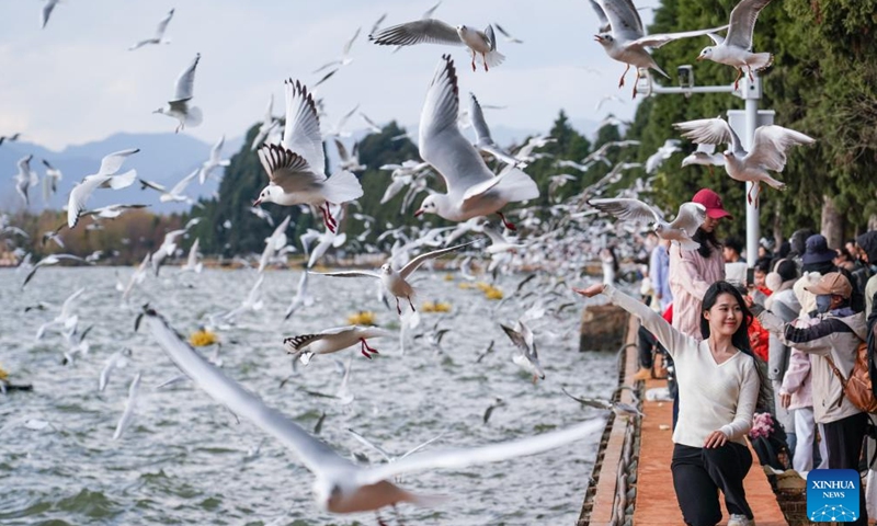 A tourist poses for photos with black-headed gulls at Haihong Wetland Park in Kunming, southwest China's Yunnan Province, Jan. 8, 2025. Kunming has entered the best season of the year to observe the black-headed gulls. (Xinhua/Wang Jingyi)