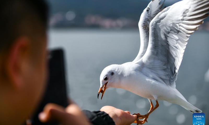 A tourist takes photos of a black-headed gull at the Haigeng Dam in Kunming, southwest China's Yunnan Province, Jan. 8, 2025. Kunming has entered the best season of the year to observe the black-headed gulls. (Xinhua/Wang Jingyi)