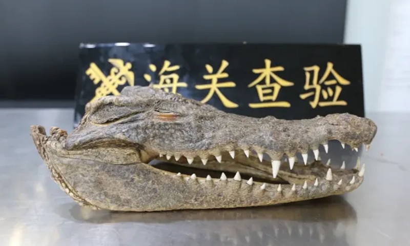 A crocodile seized by Customs officers in East China's Jiangsu Province. Photo: China's General Administration of Customs
