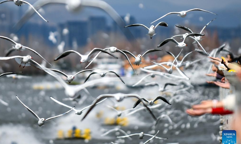 Tourists feed black-headed gulls at the Haigeng Dam in Kunming, southwest China's Yunnan Province, Jan. 8, 2025. Kunming has entered the best season of the year to observe the black-headed gulls. (Xinhua/Wang Jingyi)