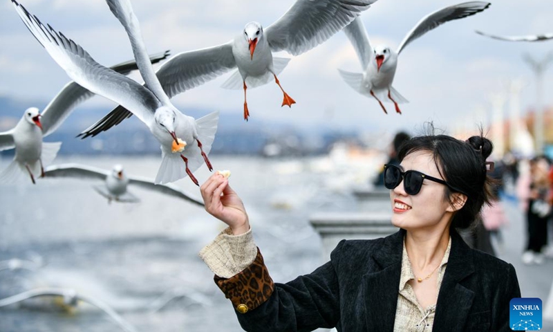 A tourist feeds black-headed gulls at the Haigeng Dam in Kunming, southwest China's Yunnan Province, Jan. 8, 2025. Kunming has entered the best season of the year to observe the black-headed gulls. (Xinhua/Wang Jingyi)