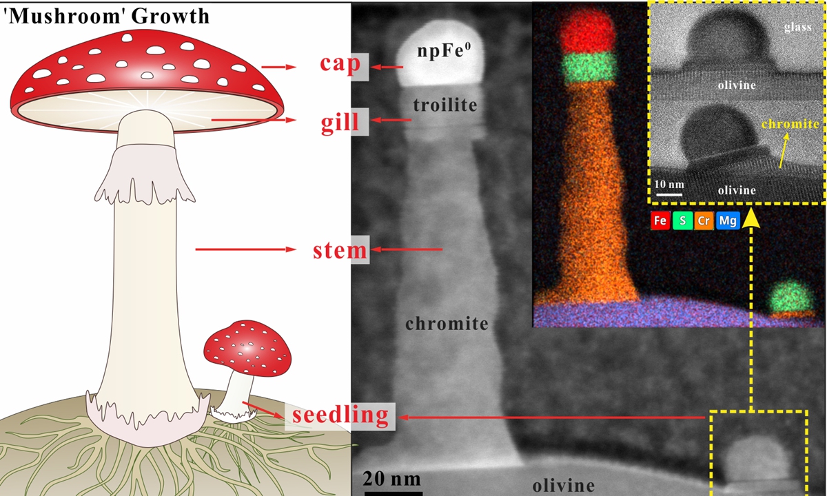 Chinese scientists discover mushroom