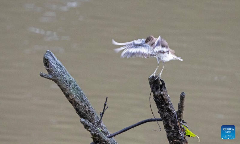 Tourists visit Singapore's Sungei Buloh Wetland Reserve