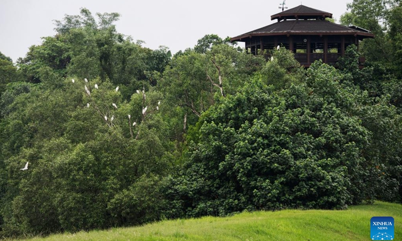 Migratory birds rest on the trees in Singapore's Sungei Buloh Wetland Reserve on Jan. 15, 2025. Located in the northwest of Singapore, Sungei Buloh Wetland Reserve covers an area of more than 200 hectares of mangroves, ponds and forests. In 2003, the reserve was recognized as Singapore's first ASEAN Heritage Park. (Photo by Then Chih Wey/Xinhua)