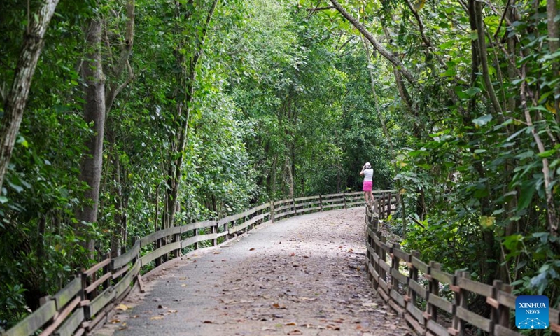 A tourist visits Singapore's Sungei Buloh Wetland Reserve on Jan. 15, 2025. Located in the northwest of Singapore, Sungei Buloh Wetland Reserve covers an area of more than 200 hectares of mangroves, ponds and forests. In 2003, the reserve was recognized as Singapore's first ASEAN Heritage Park. (Photo by Then Chih Wey/Xinhua)