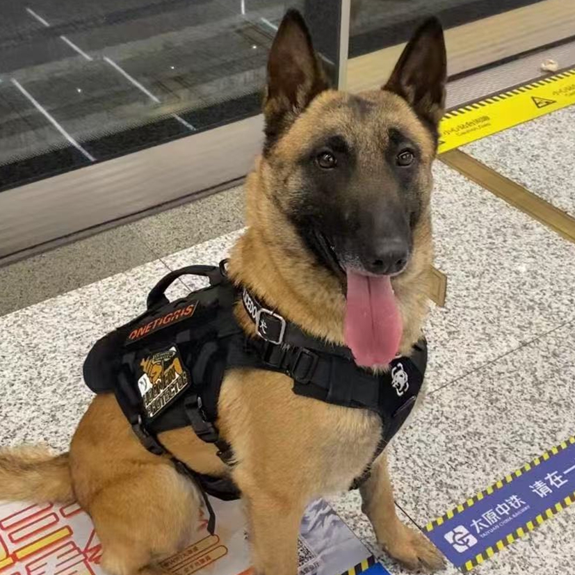 Police dog Xiaomi Photo: Courtesy of her handler 