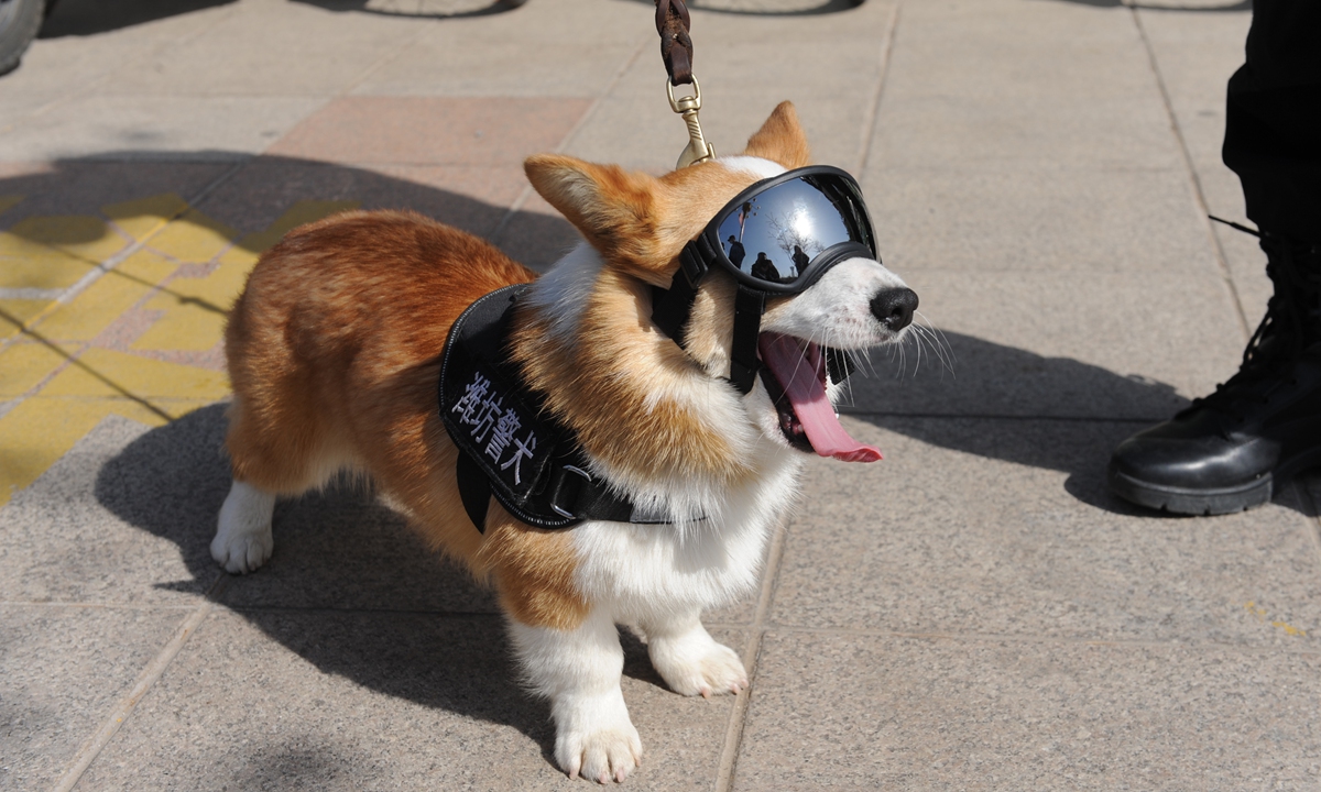 Police dog Fuzai Photo: Courtesy of VCG