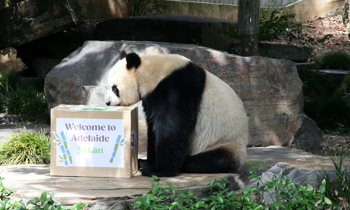 New pair of giant pandas make debut in South Australia