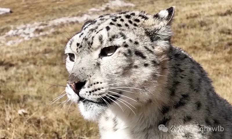 China completes world’s largest snow leopard population survey within 360,000 square kilometers