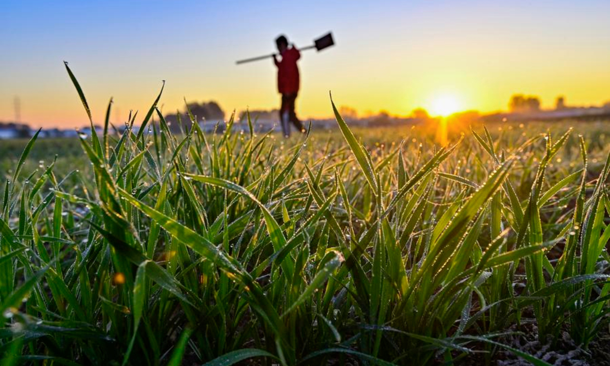 Scientists uncover genetic secrets behind wheat's north