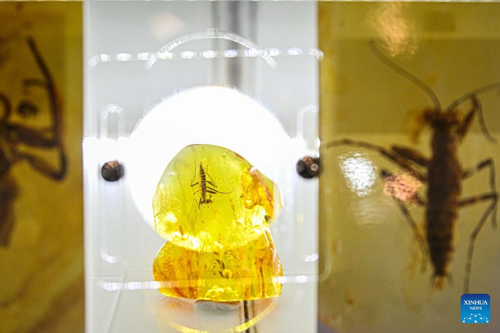 Photo taken on Feb. 13, 2025 shows amber products at the International Baltic Jewelry Show in Vilnius, Lithuania. The 21st International Baltic Jewelry Show titled Amber Trip kicked off here in Vilnius on Thursday. (Photo: Xinhua)