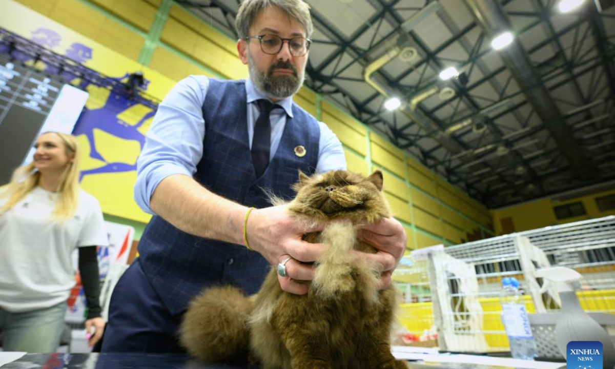 A Persian cat sits on a table during the 2025 Central European Winner Show in Warsaw, Poland, Feb. 15, 2025. The event showcased purebred felines. (Photo by Jaap Arriens/Xinhua)