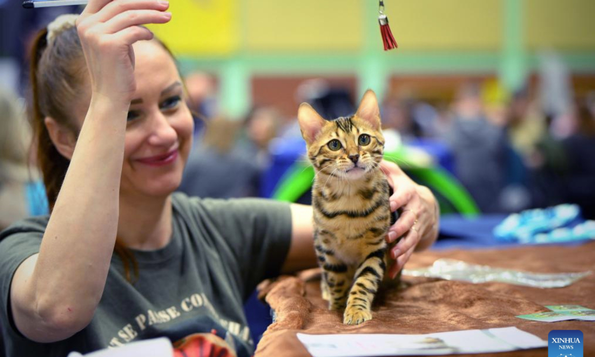 A participant plays with a Bengal cat during the annual Central European Winner Show competition in Warsaw, Poland, Feb. 15, 2025. The event showcased purebred felines. (Photo by Jaap Arriens/Xinhua)