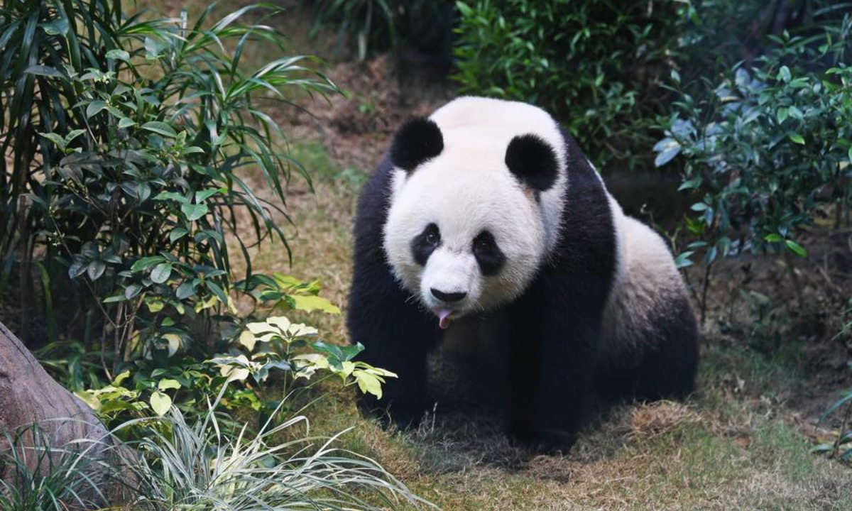 A giant panda is pictured at Ocean Park Hong Kong in Hong Kong, south China, Dec. 8, 2024. (Xinhua/Chen Duo)