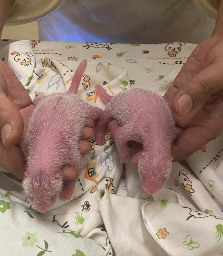 This photo released on Aug. 15, 2024 shows the panda twins. (Ocean Park Hong Kong/Handout via Xinhua)