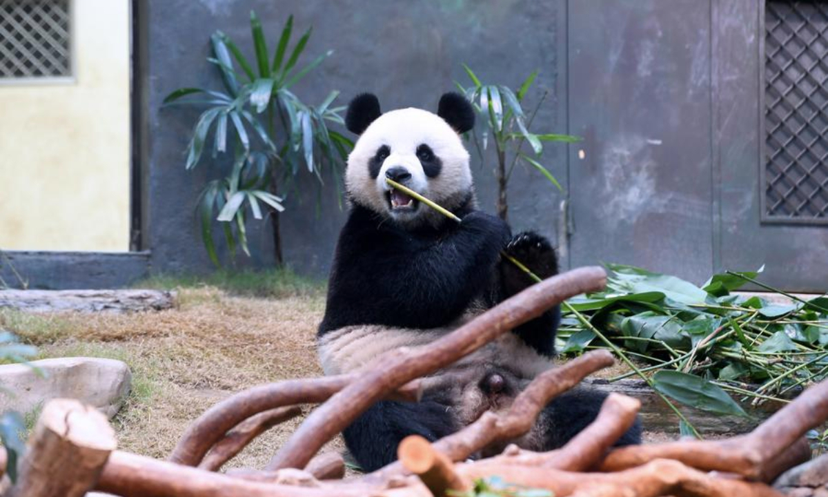 A giant panda eats bamboo at Ocean Park Hong Kong in Hong Kong, south China, Dec. 8, 2024. (Xinhua/Chen Duo)