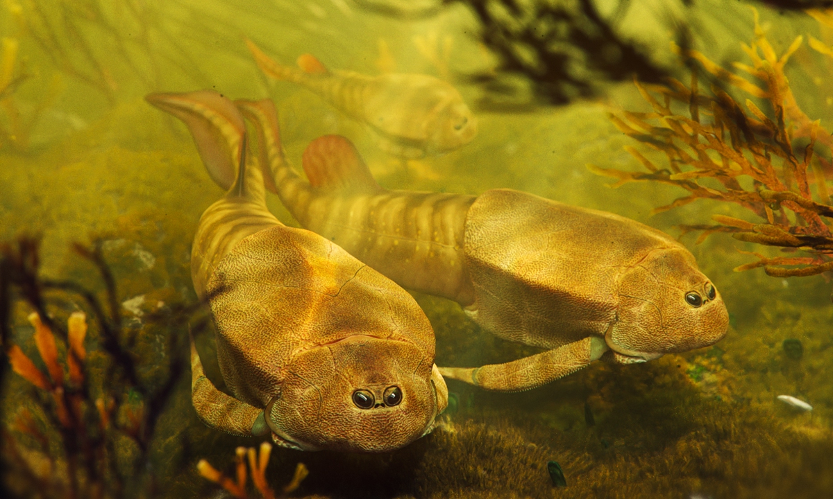 Paleoecological restoration of <em><em>Bothriolepis</em>zhujiangyuanensis</em>sp. nov. Photo: Courtesy of Xian Zumin