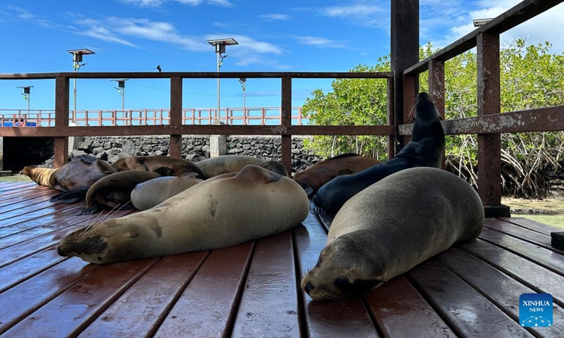 Sea lions rest at a harbor of Isabela Island, Galapagos Islands, Ecuador, Feb. 18, 2025. (Photo: Xinhua)