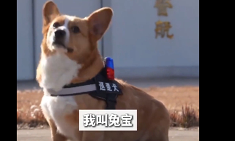 Wuhan introduces China’s second Corgi police dog Tu Bao