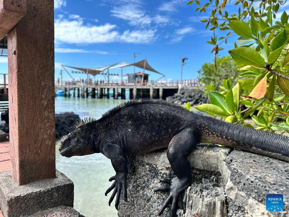 A marine iguana is seen on Isabela Island, Galapagos Islands, Ecuador, Feb. 18, 2025.  (Photo: Xinhua)