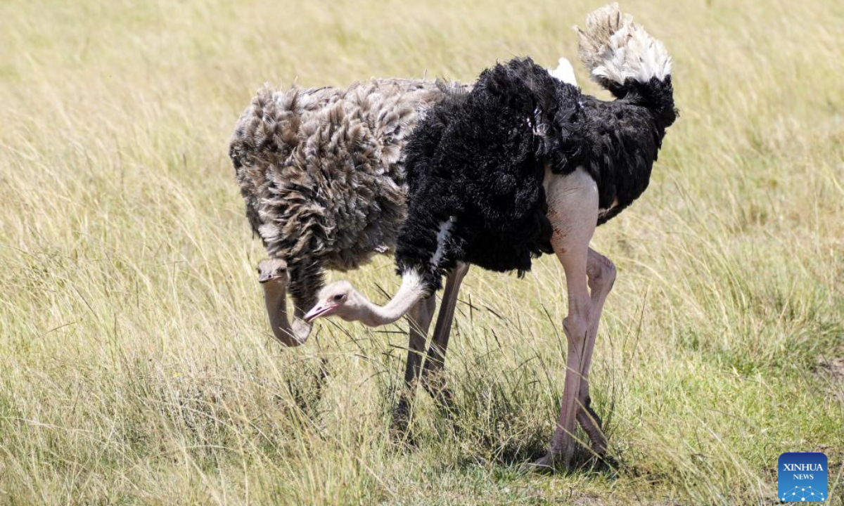 Ostriches are seen at Nairobi National Park in Nairobi, Kenya, Feb. 23, 2025.

Located about 7 kilometers south of the city center, Nairobi National Park is one of the world's few national parks located on the doorstep of a major city. It is a home for more than 100 mammal species and over 500 recorded bird species. (Xinhua/Li Yahui)

