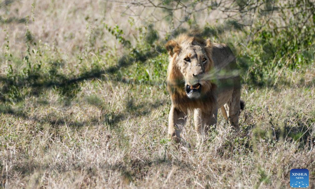 A lion is seen at Nairobi National Park in Nairobi, Kenya, Feb. 23, 2025.

Located about 7 kilometers south of the city center, Nairobi National Park is one of the world's few national parks located on the doorstep of a major city. It is a home for more than 100 mammal species and over 500 recorded bird species. (Xinhua/Li Yahui)