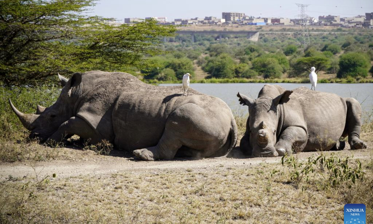 Rhinos are seen at Nairobi National Park in Nairobi, Kenya, Feb. 23, 2025.

Located about 7 kilometers south of the city center, Nairobi National Park is one of the world's few national parks located on the doorstep of a major city. It is a home for more than 100 mammal species and over 500 recorded bird species. (Xinhua/Lu Zexin)