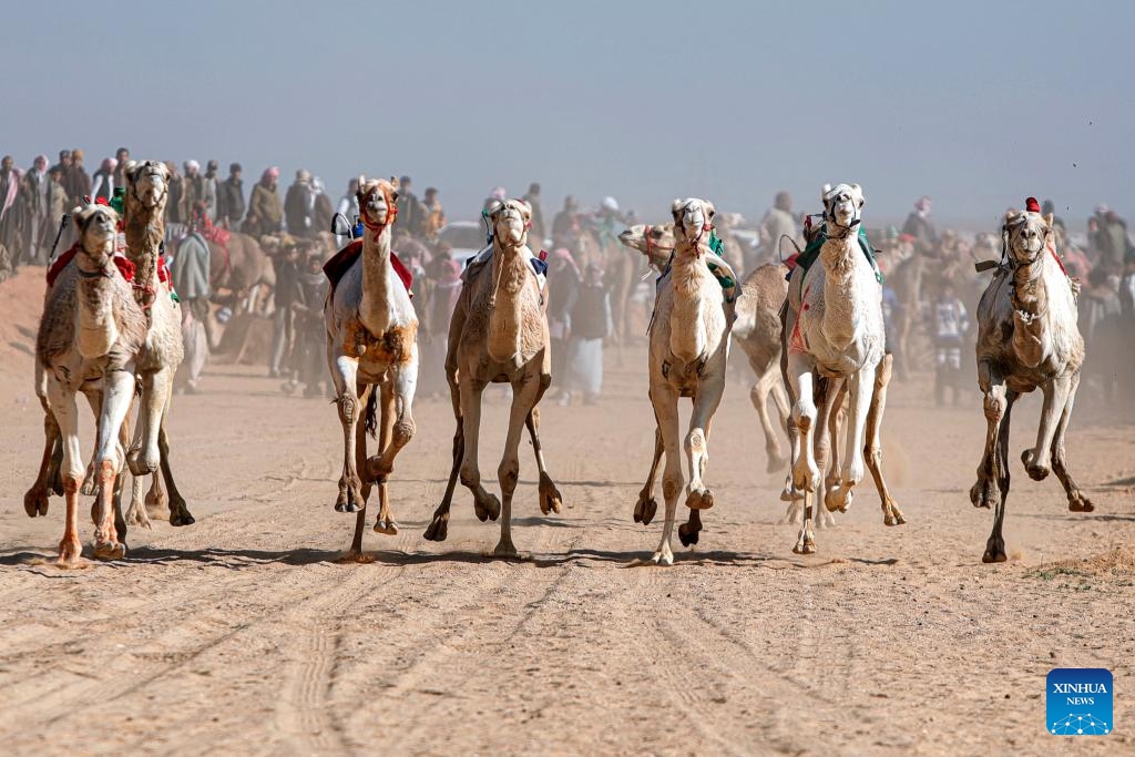 Camels compete during the Ismailia Camel Racing Festival held in Ismailia Governorate, Egypt, Feb. 27, 2025. (Photo: Xinhua)